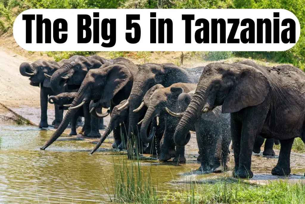 The Big 5 in Tanzania: Your Ultimate Wildlife Safari Guide