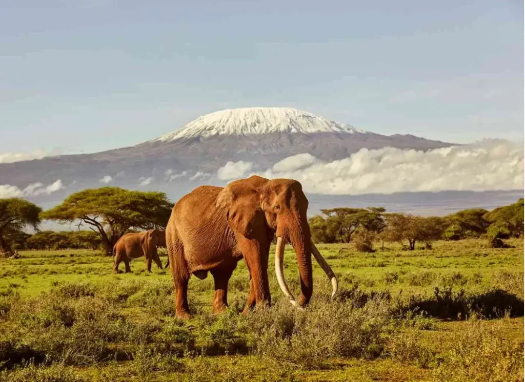 Amboseli National Park