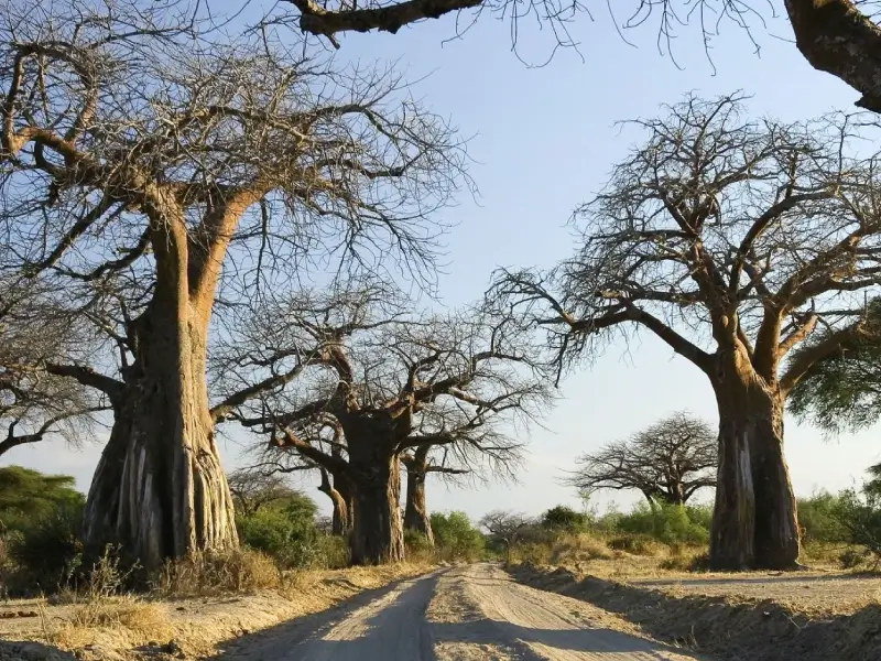 Ruaha National Park