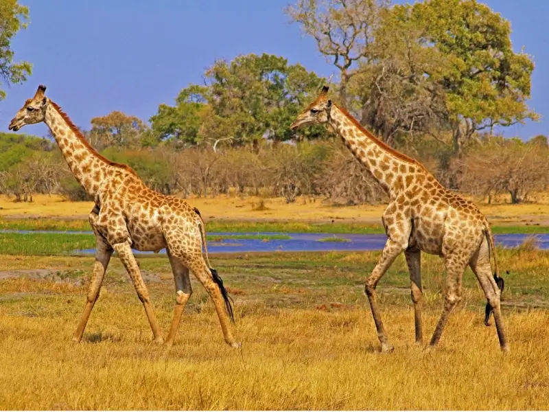 Selous National Park (Nyerere National Park)